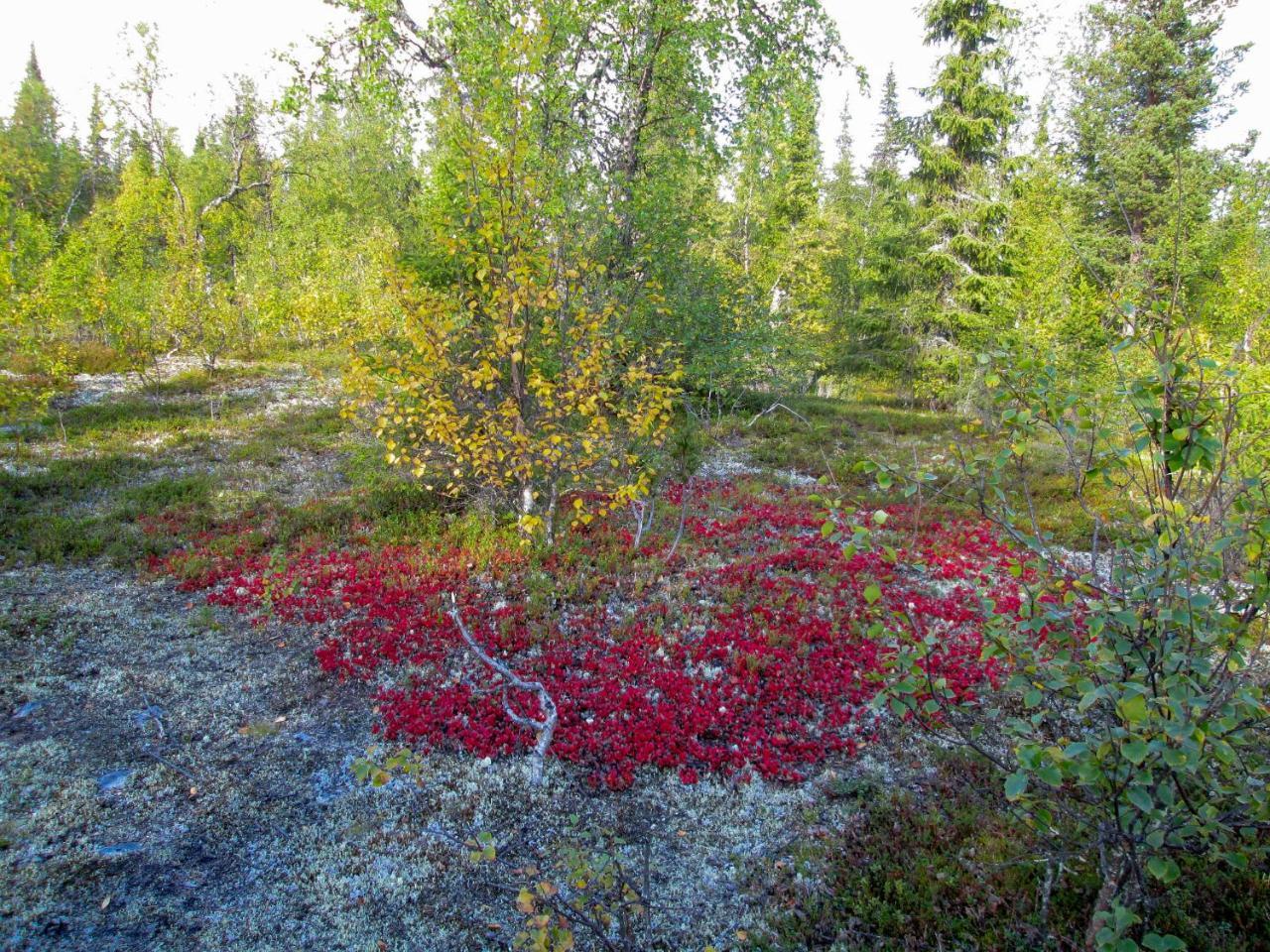 Kuerkaltio Resort Äkäslompolo Esterno foto